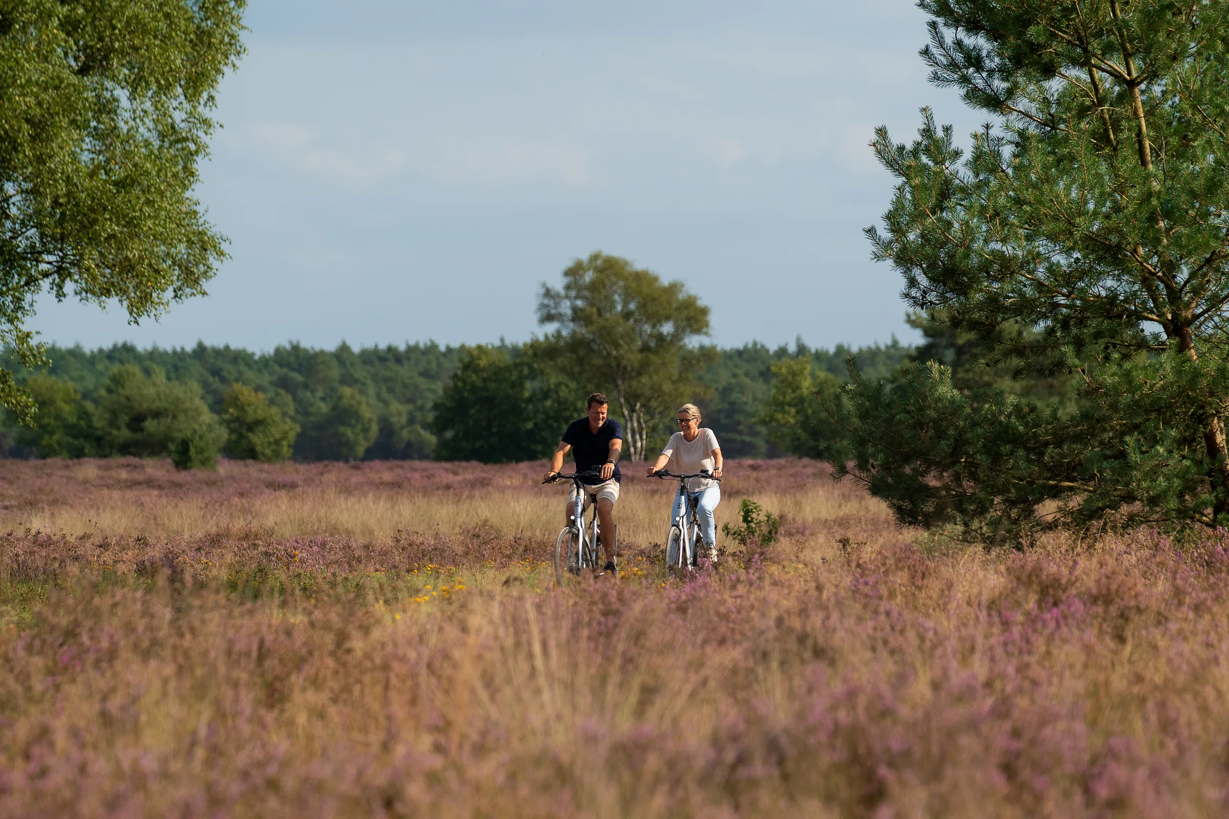 Twee gasten fietsen over de bloeiende paarse heide bij De IJsvogel